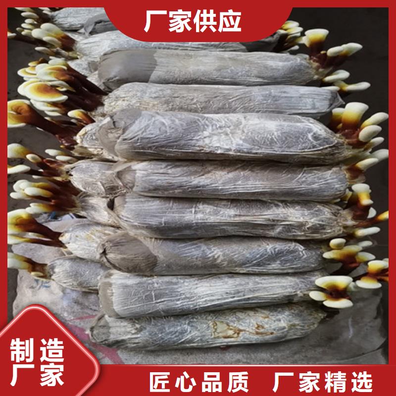 
孢子灵芝_品类齐全