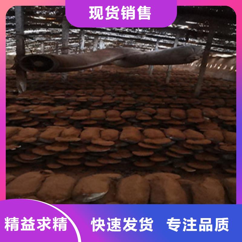 灵芝孢子粉大企业好品质