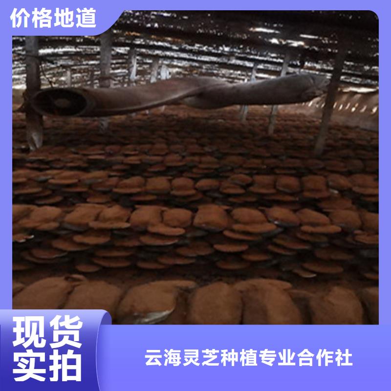 灵芝孢子粉,【灵芝盆景】采购无忧-云海灵芝种植专业社(乌鲁木齐市分公司)|覆盖地域克拉玛依|伊犁
