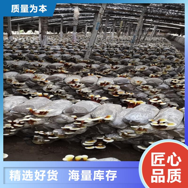 灵芝孢子粉价格视频-河南省信阳市云海灵芝孢子粉价格可服务区域固始|浉河|商丘|三门峡|漯河|鹤壁|开封|焦作|濮阳等