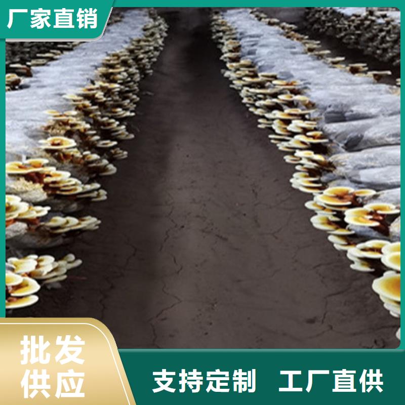 姚安破壁灵芝孢子粉吃的方法