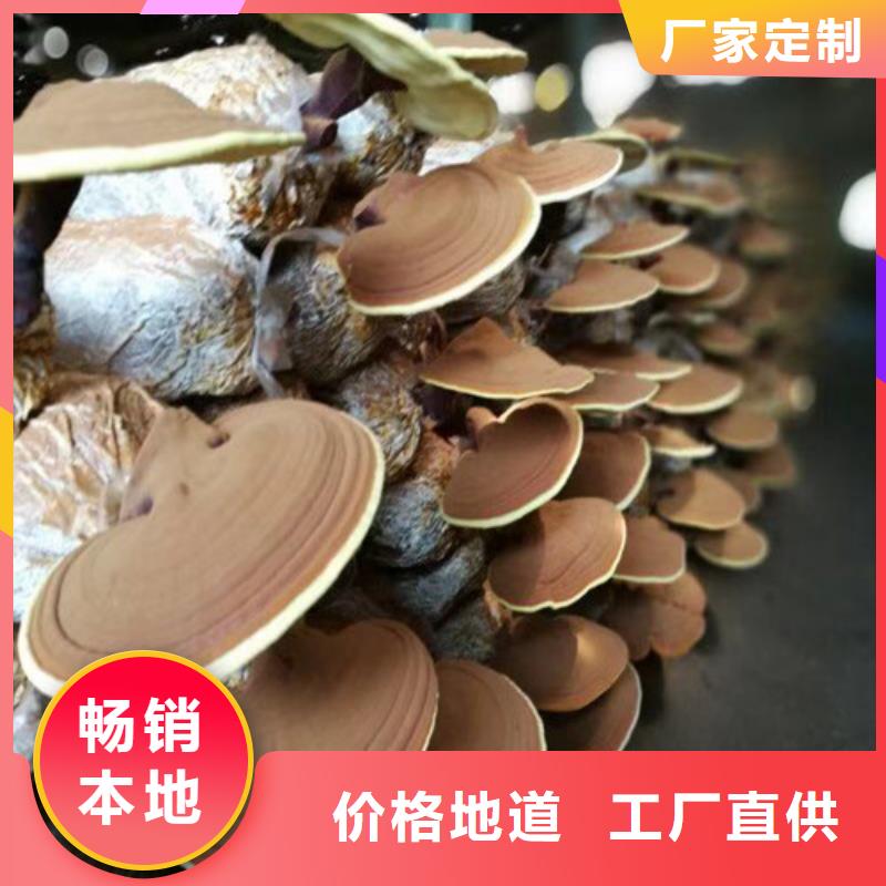 灵芝菌种多少钱一斤