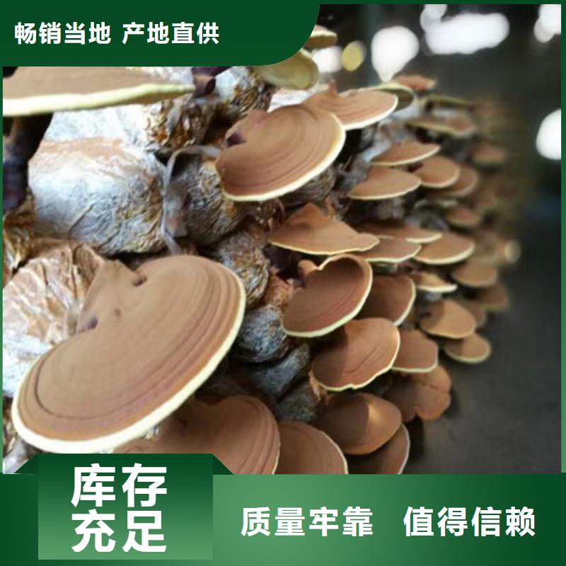 
灵芝粉-
灵芝粉专业品质