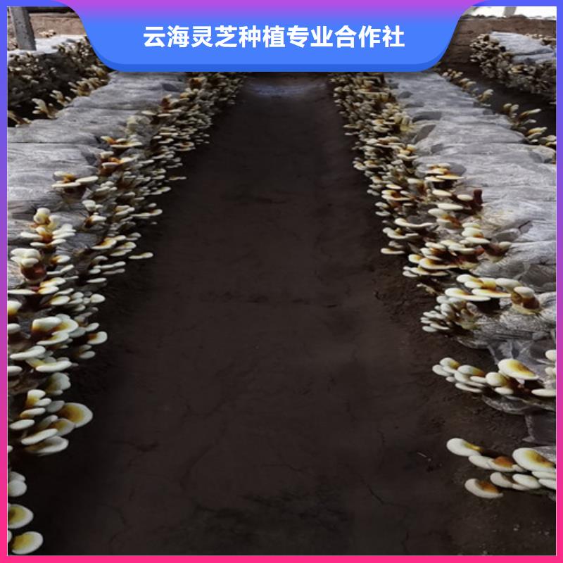 服务商【灵芝孢子粉】 灵芝粉一手货源