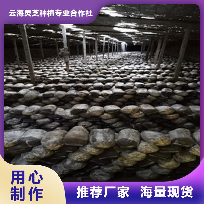 灵芝孢子粉价格视频-灵芝孢子粉价格(云海)覆盖地域新疆乌鲁木齐市克拉玛依|伊犁