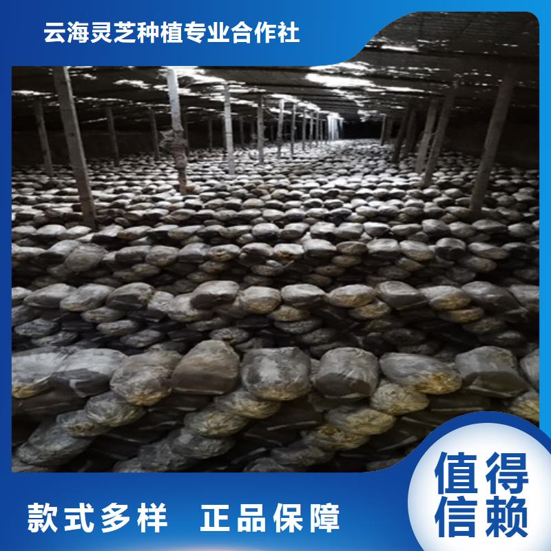 灵芝超微粉-灵芝超微粉量大从优