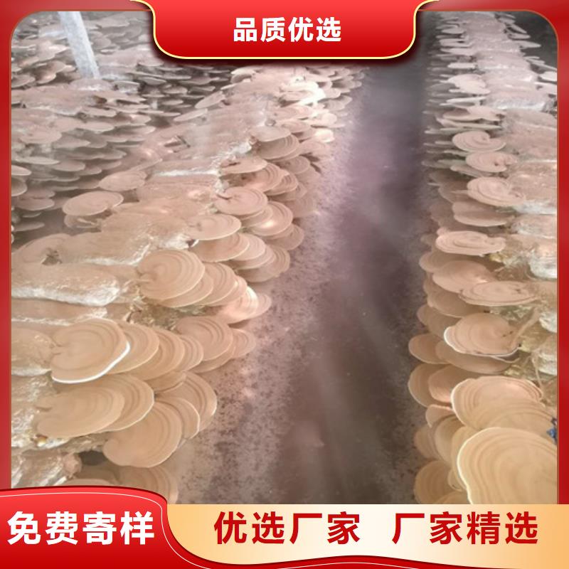 
孢子灵芝_品类齐全