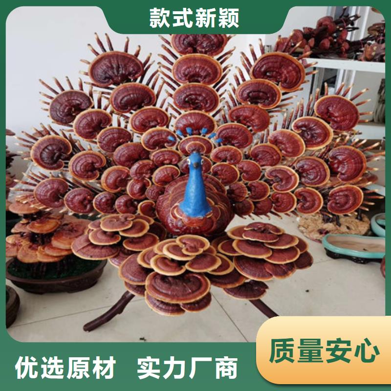 灵芝粉经验丰富
