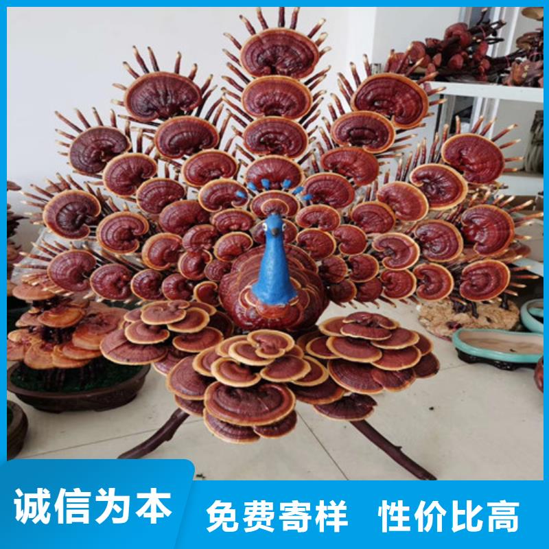 灵芝孢子粉厂家-质量可靠