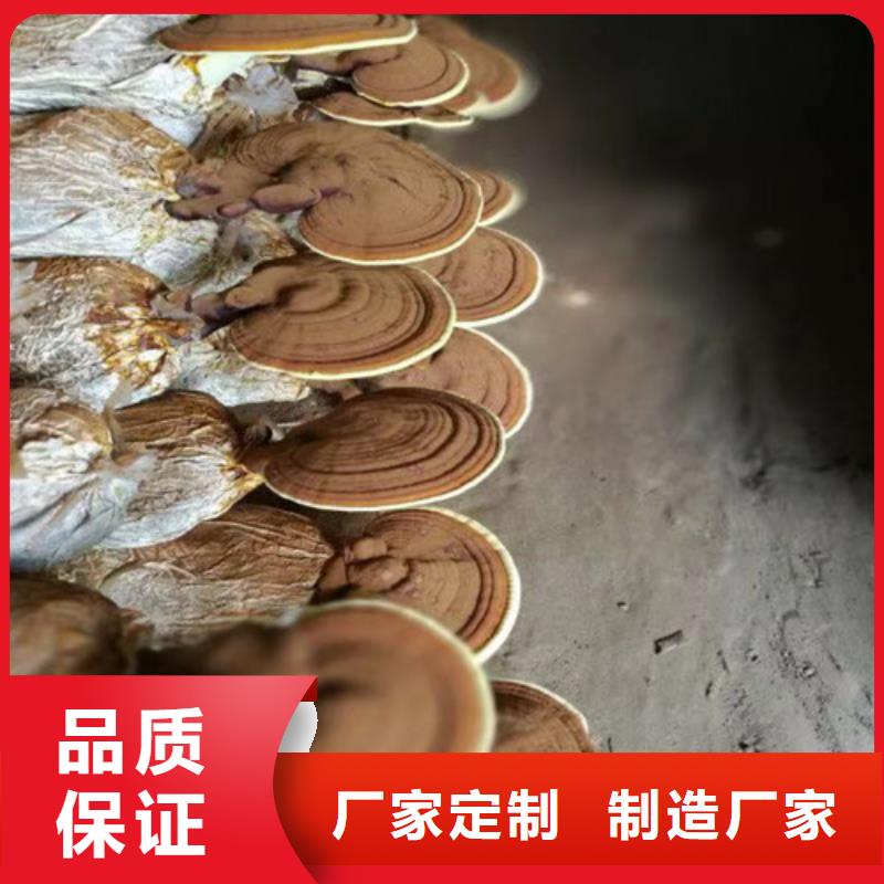 破壁灵芝孢子粉价格
