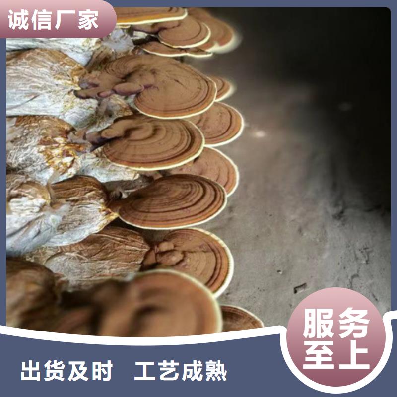灵芝孢子粉现货快速采购