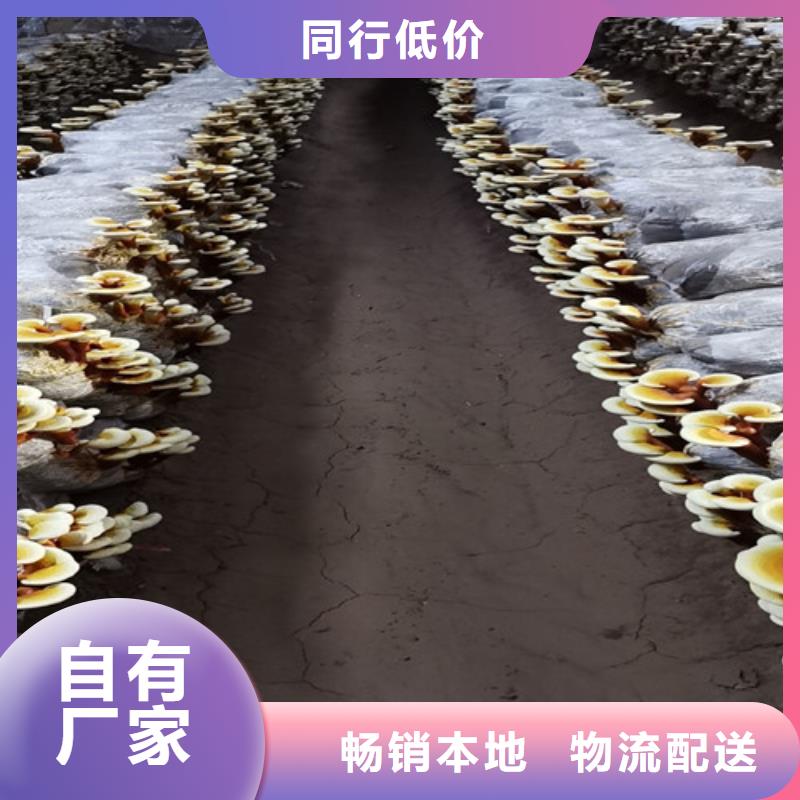 灵芝孢子粉,【灵芝盆景】采购无忧-云海灵芝种植专业社(乌鲁木齐市分公司)|覆盖地域克拉玛依|伊犁