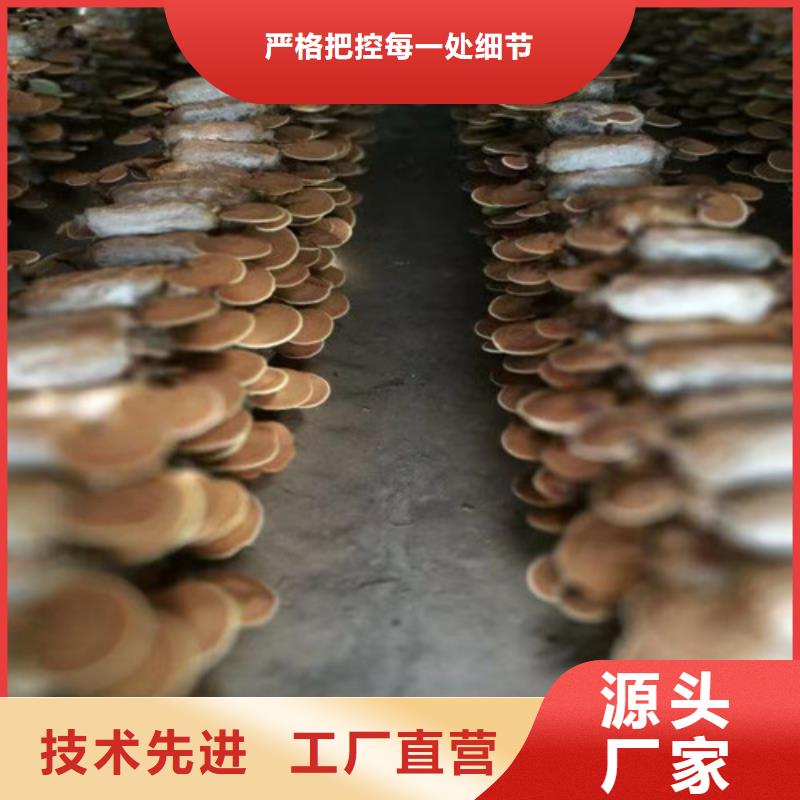 干灵芝专业生产企业