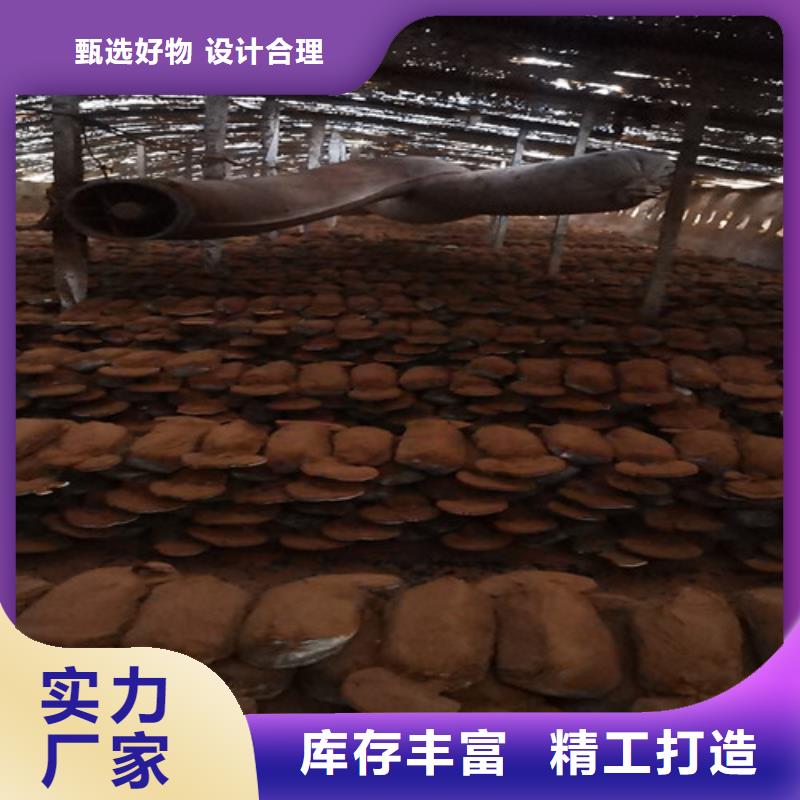 灵芝超微粉厂家、报价