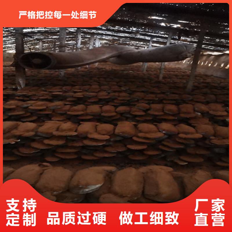灵芝粉商家