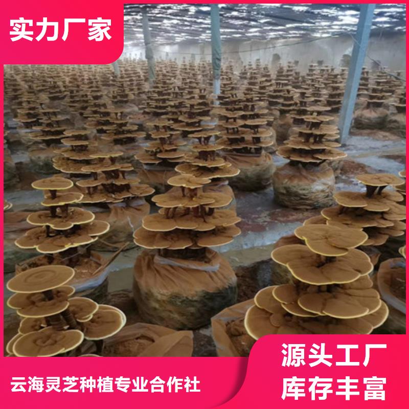 服务商【灵芝孢子粉】 灵芝粉一手货源