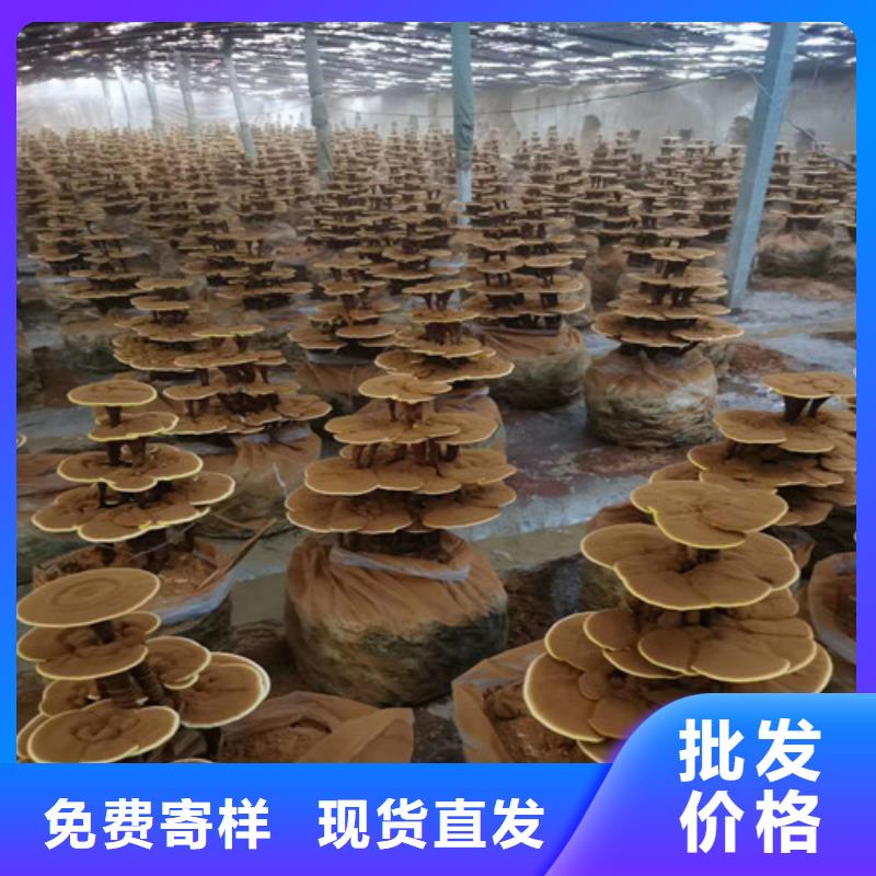 灵芝子实体-欢迎选购
