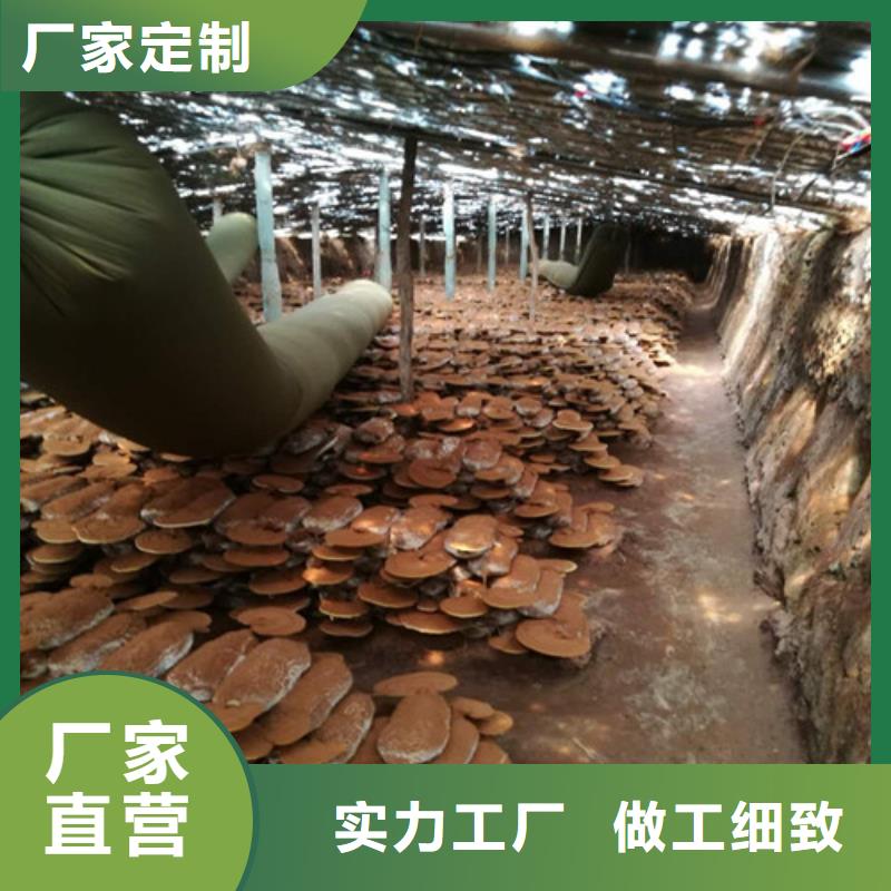 灵芝孢子粉,【灵芝盆景】采购无忧-云海灵芝种植专业社(乌鲁木齐市分公司)|覆盖地域克拉玛依|伊犁