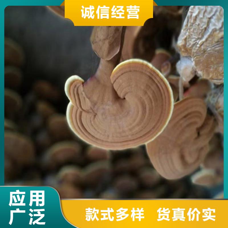 性价比高的
孢子灵芝