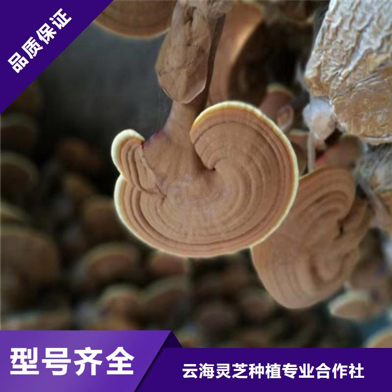 椴木灵芝工作原理