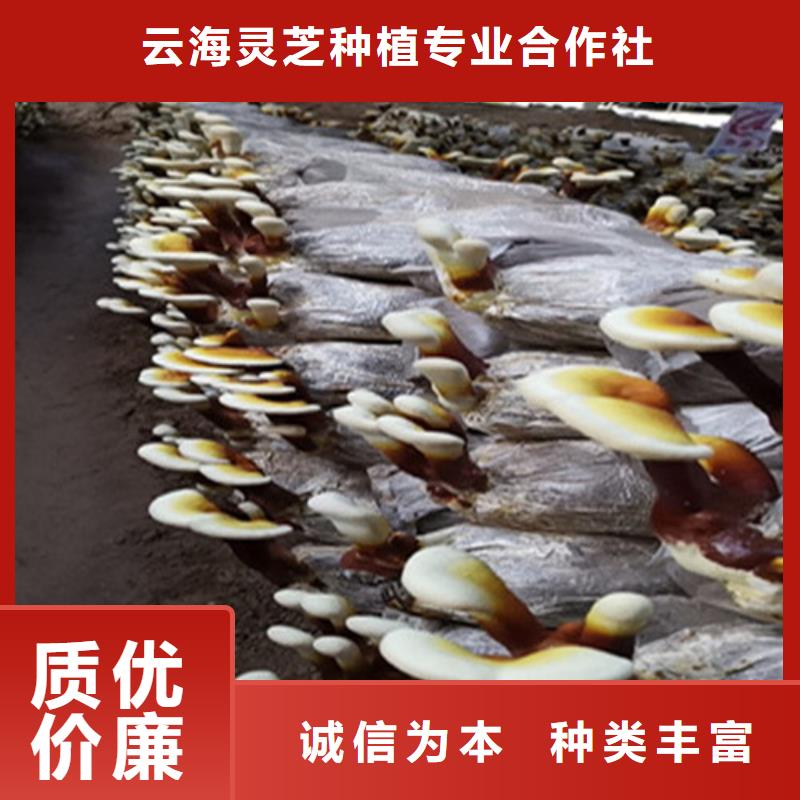 服务商【灵芝孢子粉】 灵芝粉一手货源
