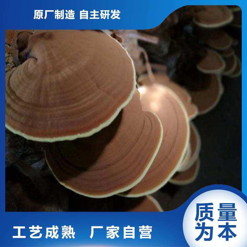 灵芝超微粉服务完善