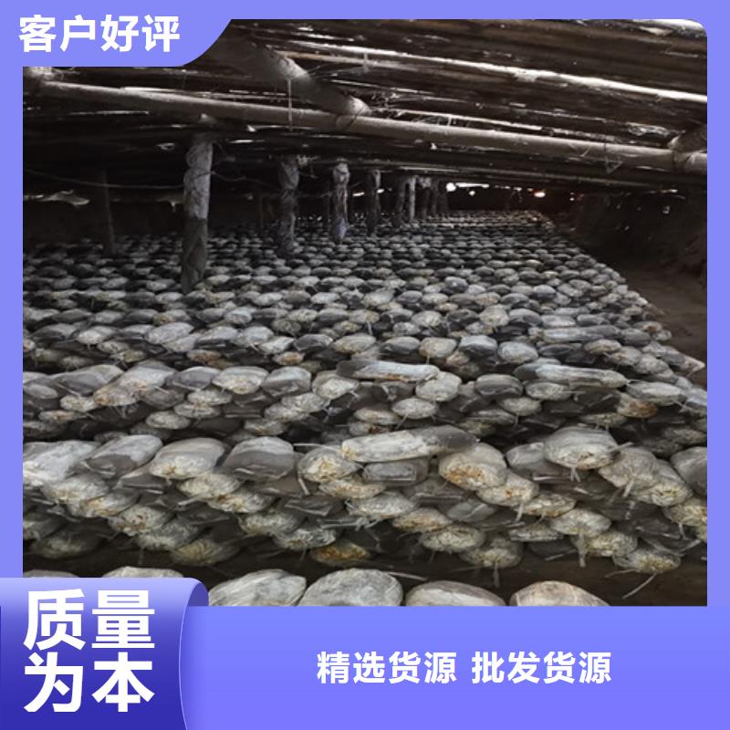 灵芝孢子粉,【灵芝盆景】采购无忧-云海灵芝种植专业社(乌鲁木齐市分公司)|覆盖地域克拉玛依|伊犁