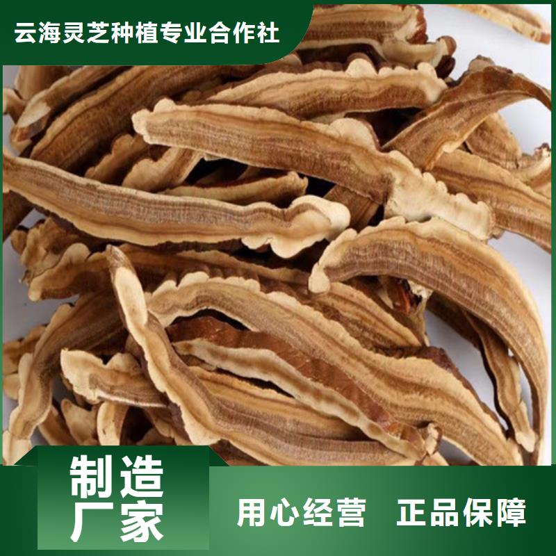 灵芝孢子粉,【灵芝盆景】采购无忧-云海灵芝种植专业社(乌鲁木齐市分公司)|覆盖地域克拉玛依|伊犁
