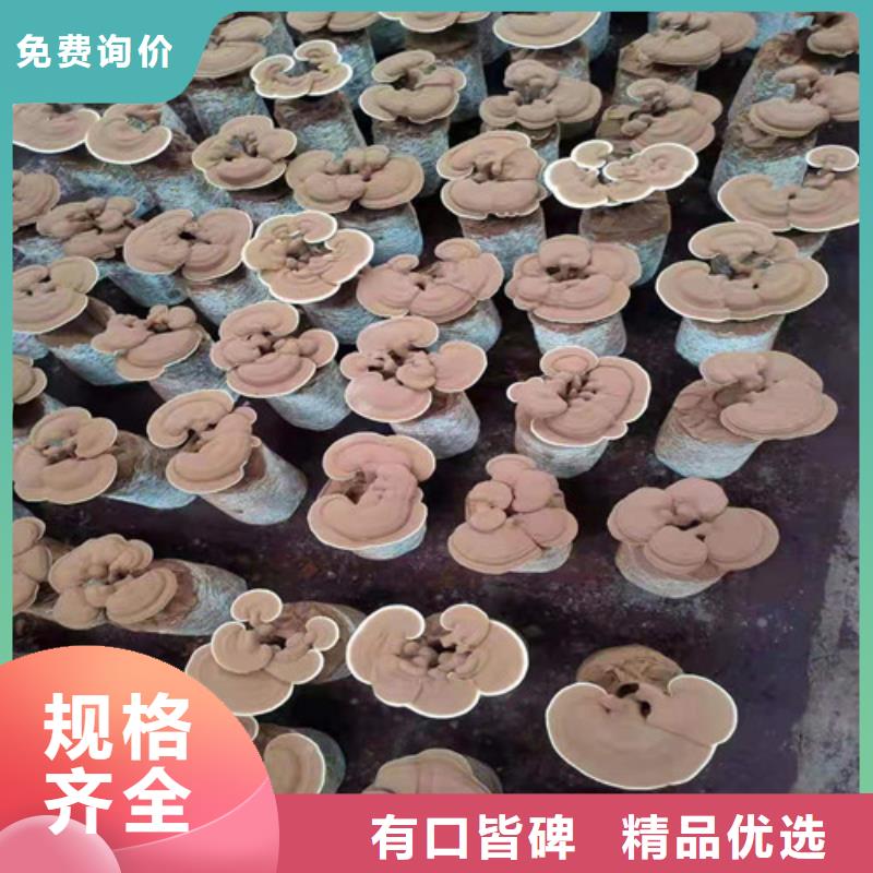 服务商【灵芝孢子粉】 灵芝粉一手货源