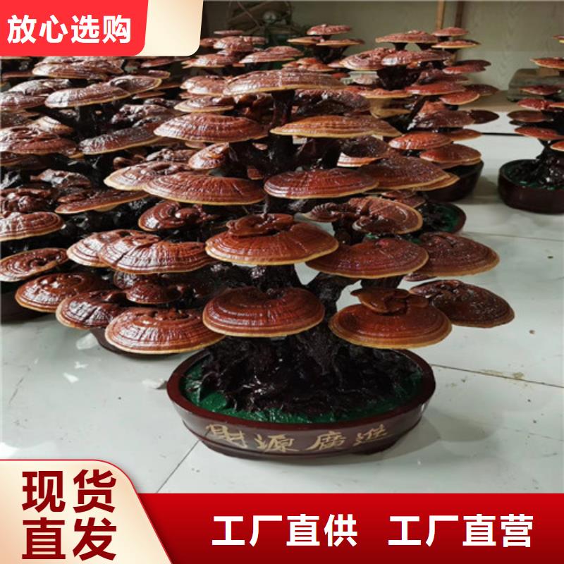 灵芝孢子粉价格视频-灵芝孢子粉价格(云海)覆盖地域新疆乌鲁木齐市克拉玛依|伊犁