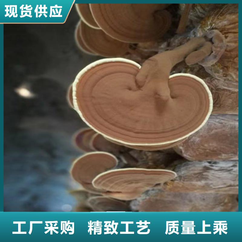 灵芝超细粉供应