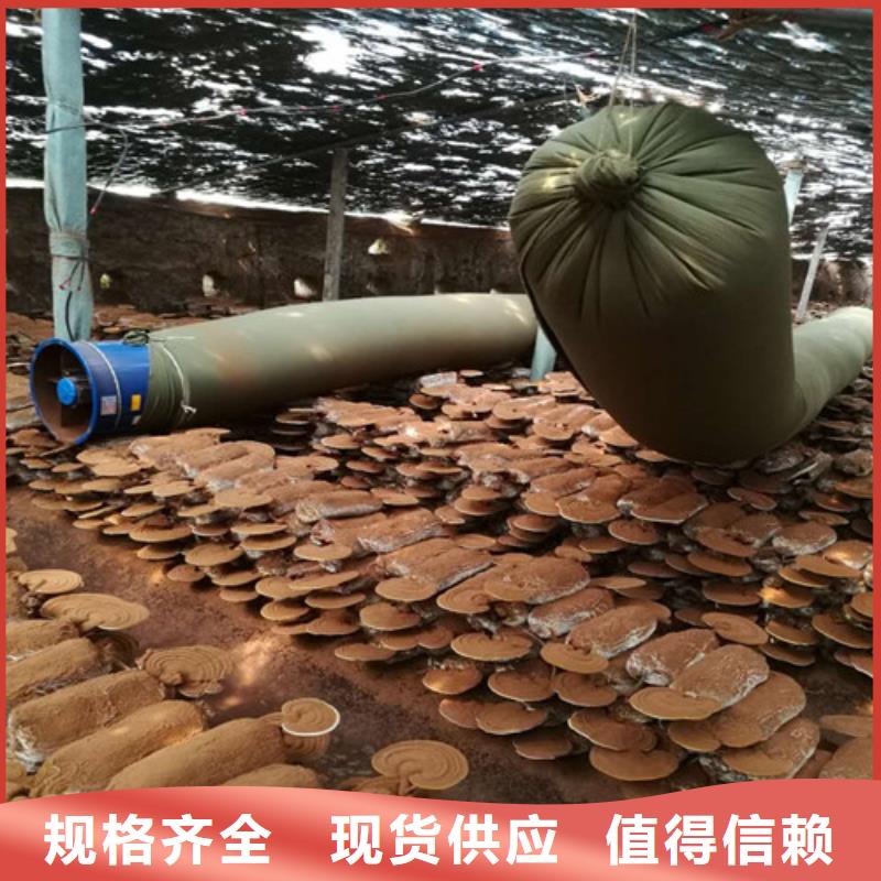 椴木灵芝工作原理