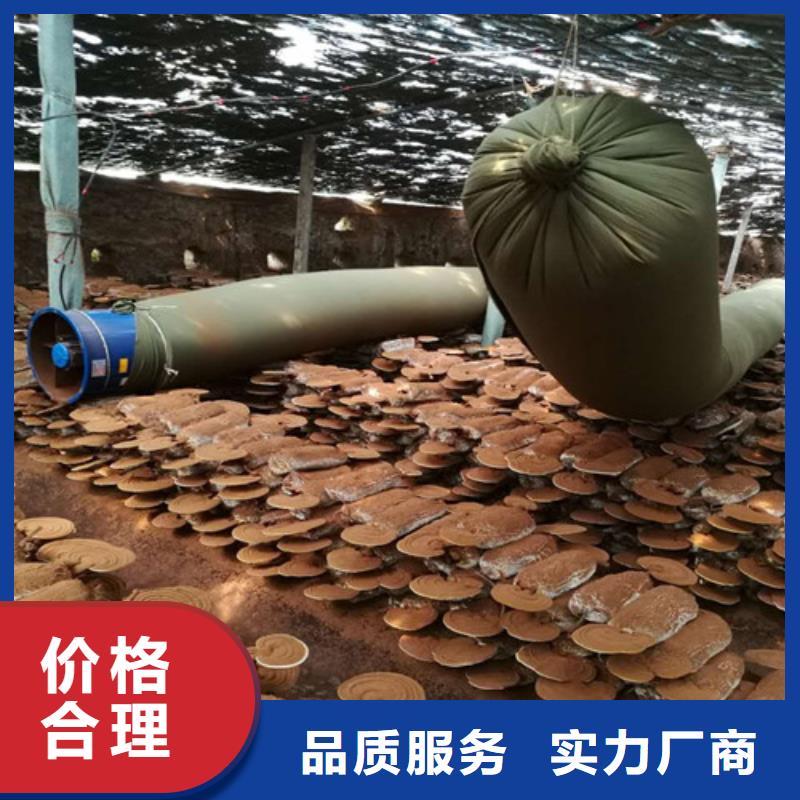 灵芝超微粉-灵芝超微粉量大从优
