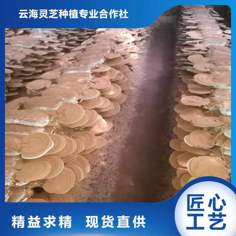 灵芝超微粉-灵芝超微粉量大从优