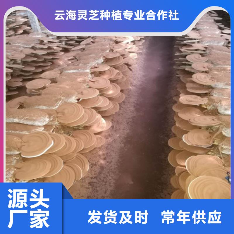 灵芝孢子粉大企业好品质