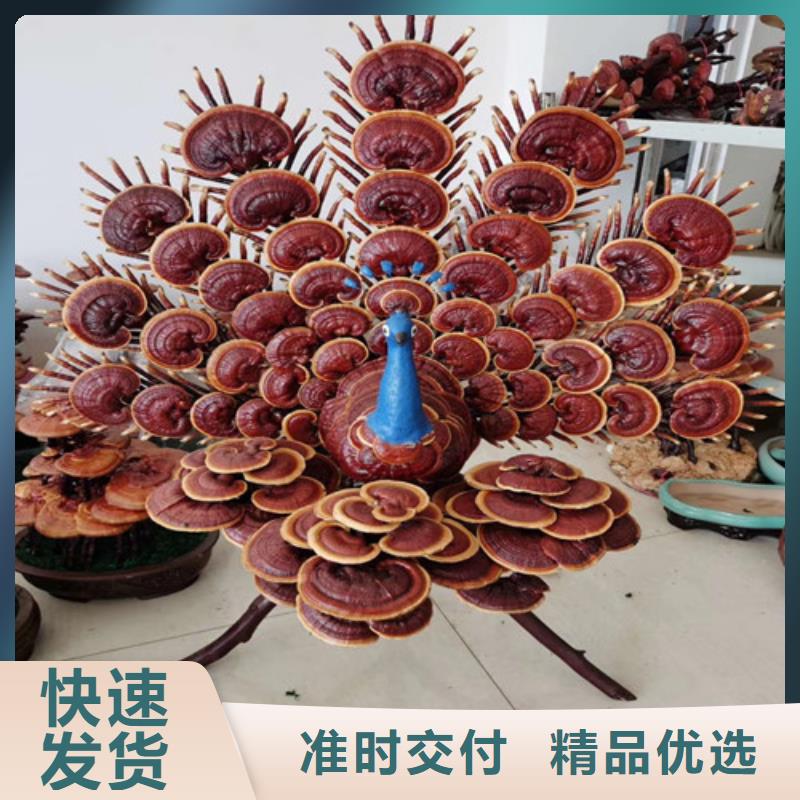灵芝孢子粉现货快速采购