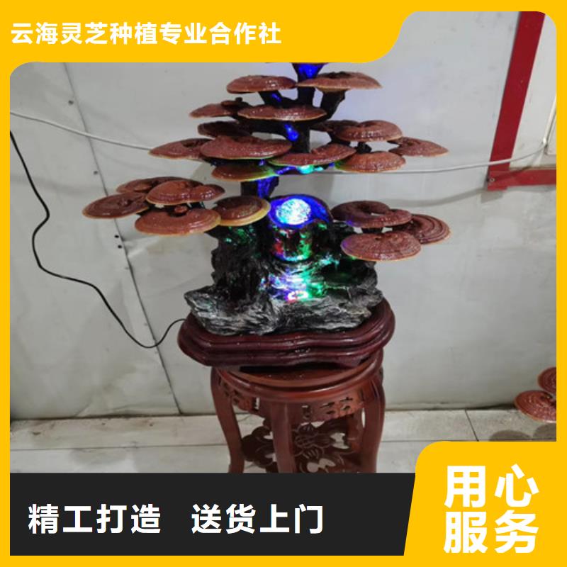 销售灵芝超细粉的厂家