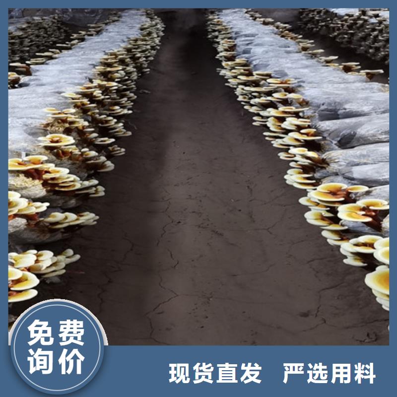 姚安破壁灵芝孢子粉吃的方法