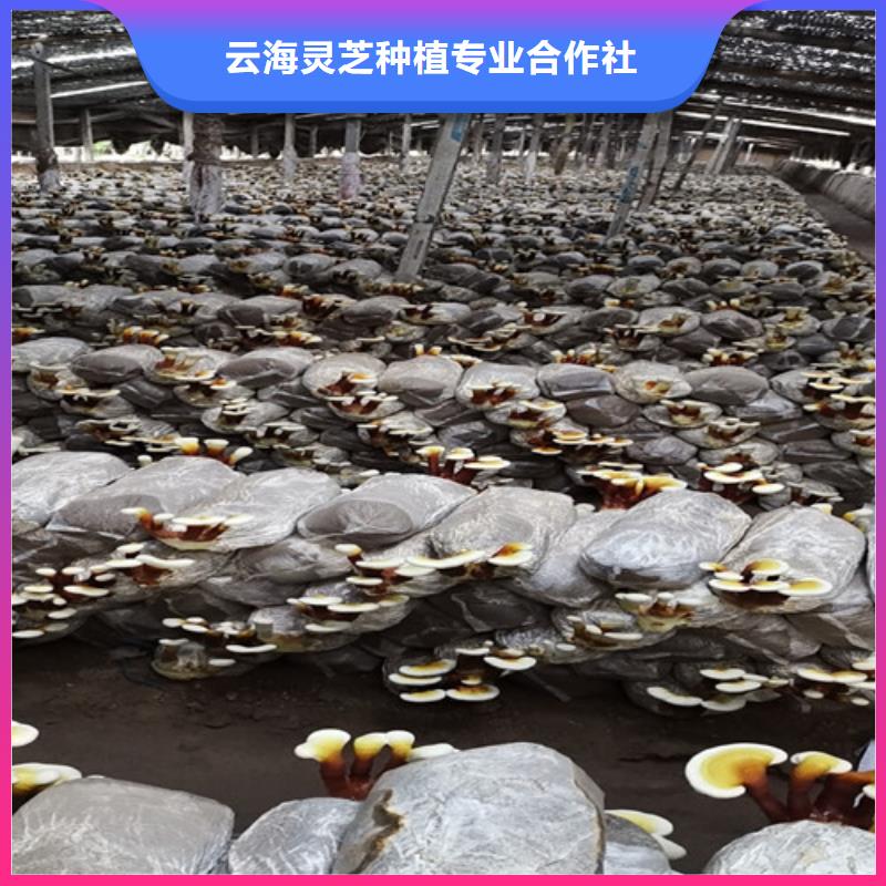 大鹏街道灵芝厂家价格
