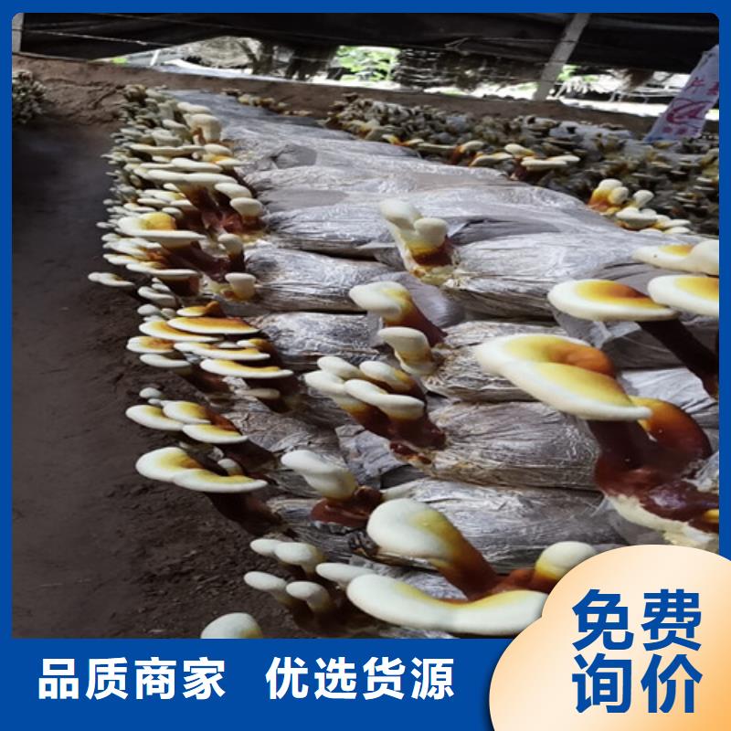 买
灵芝超细粉必看-经验丰富