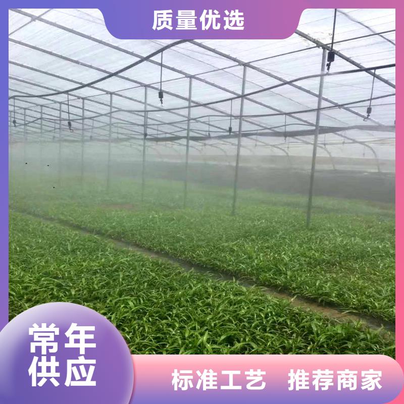 惠民连栋塑料薄膜大棚管介绍团队