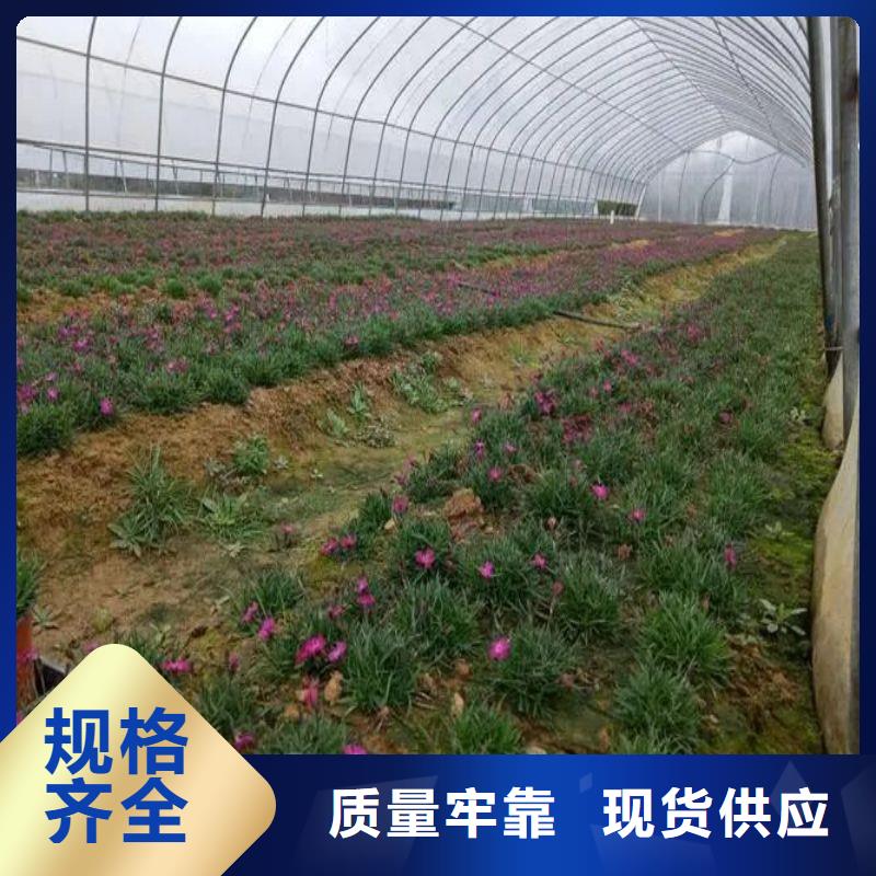 大棚管2镀锌大棚管货源直供