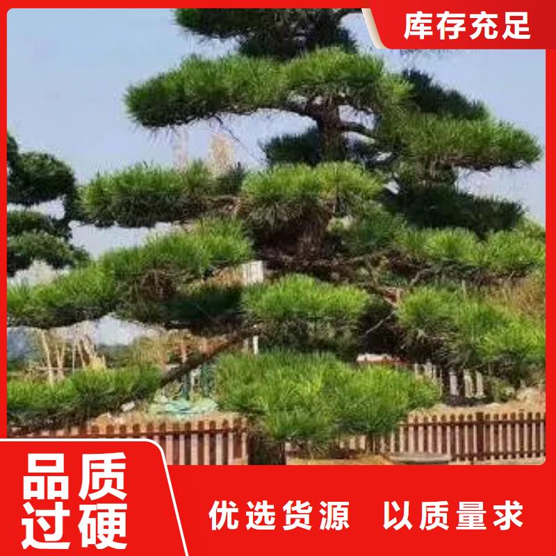  造型松多行业适用
