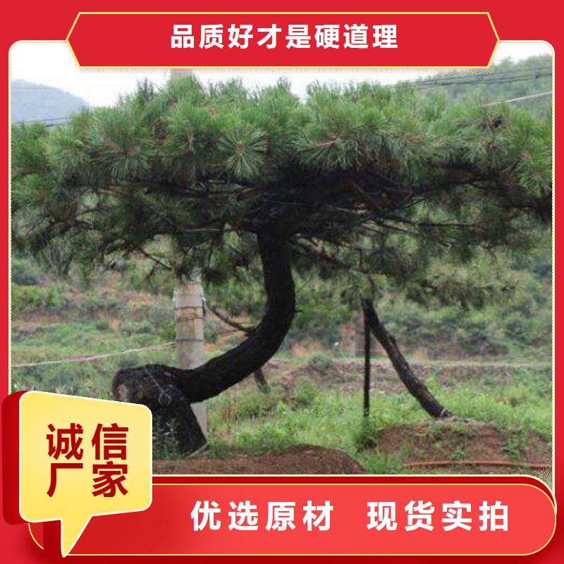 造型松_造型油松支持大批量采购