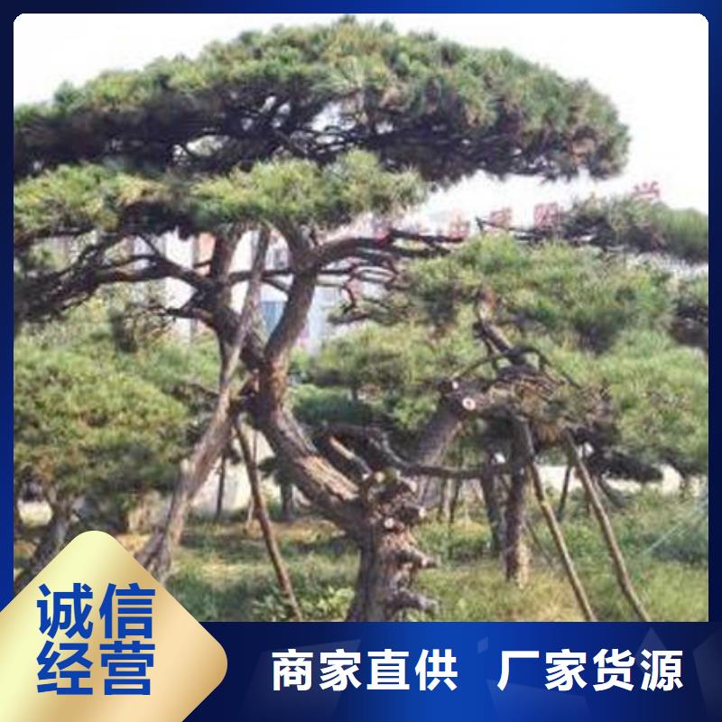  造型松一对一为您服务