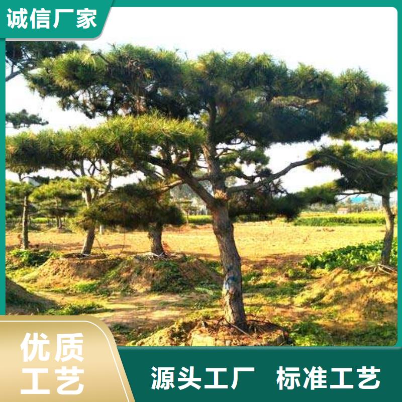 造型松【盆景】打造行业品质