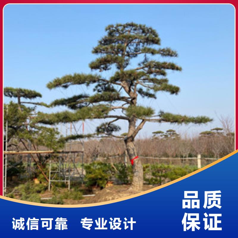 造型松经营造型松产品优良