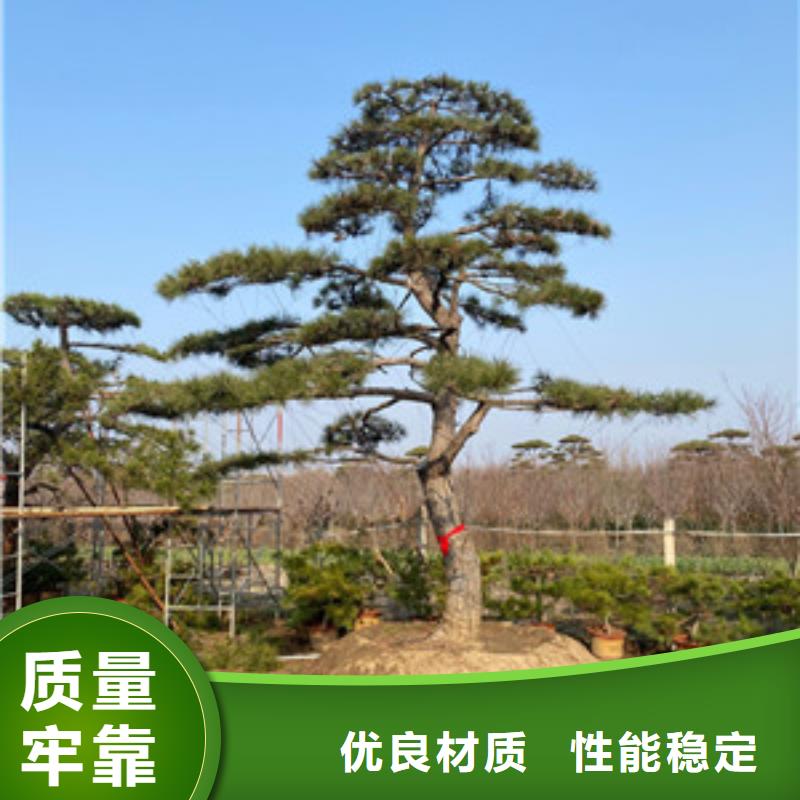  造型松多行业适用