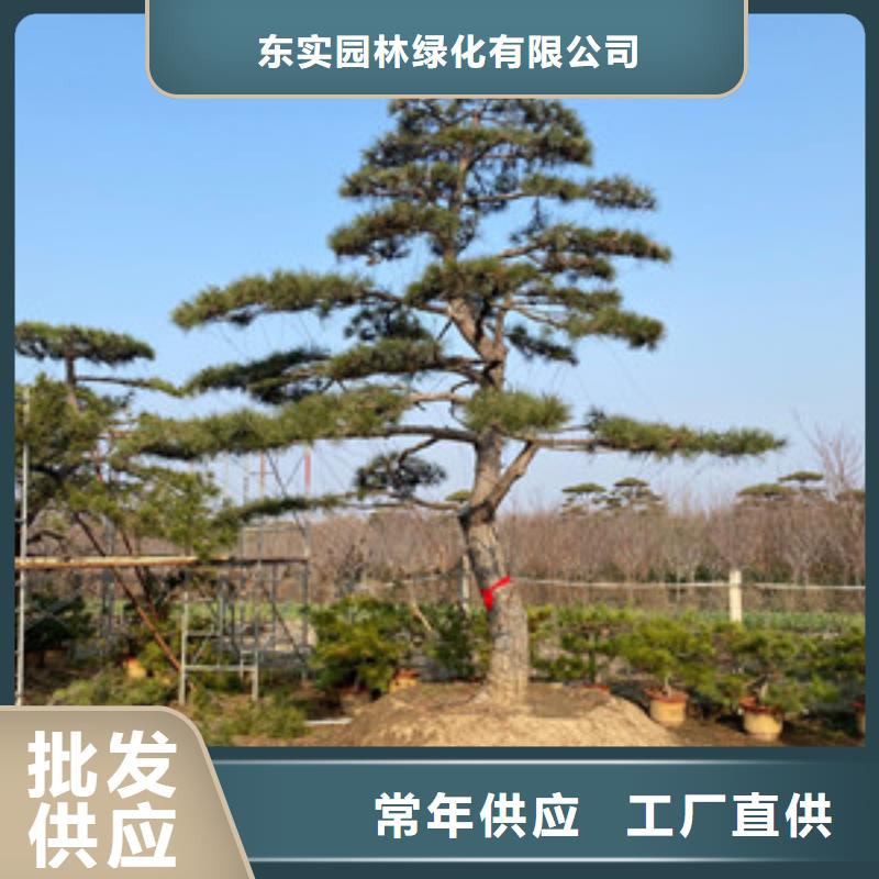 造型松造型松价格现货齐全售后无忧