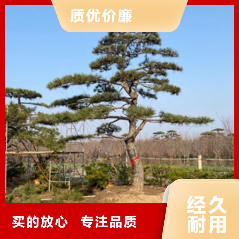  造型松优选好材铸造好品质